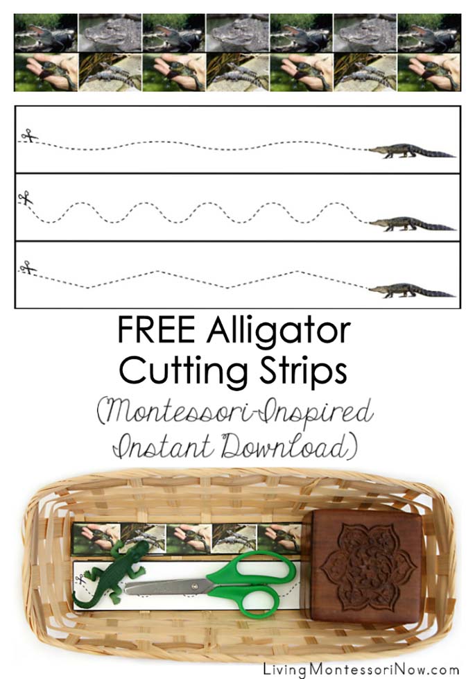 Free Alligator Cutting Strips (Montessori-Inspired Instant Download)