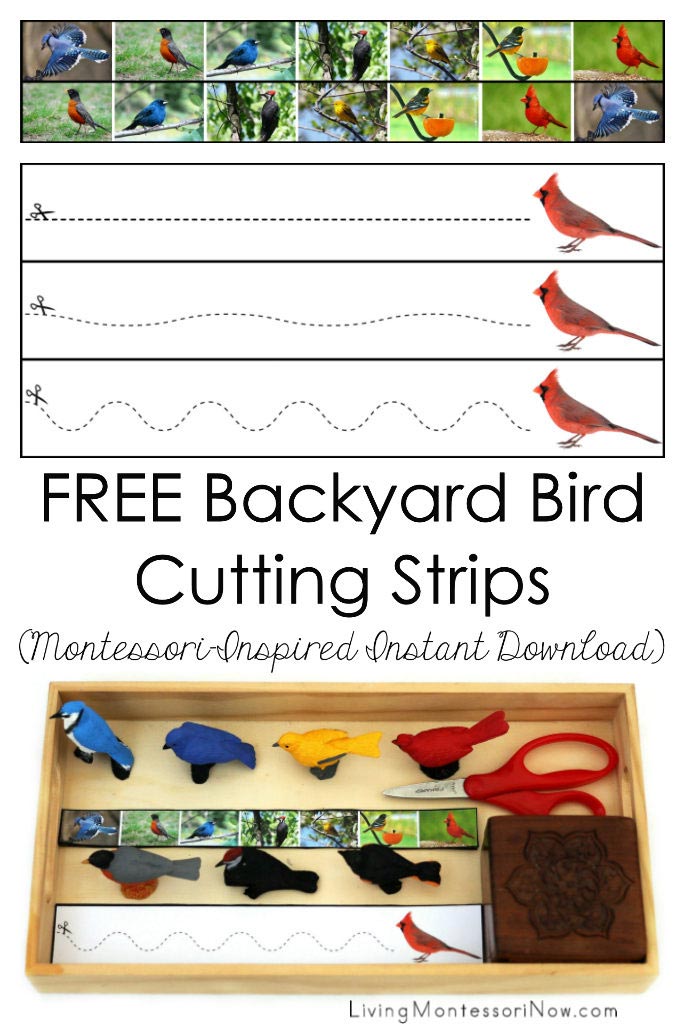 FREE Backyard Bird Cutting Strips (Montessori-Inspired Instant Download)
