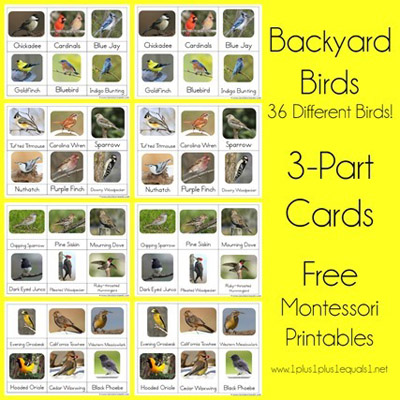 Free Backyard Birds 3-Part Cards from 1+1+1=1