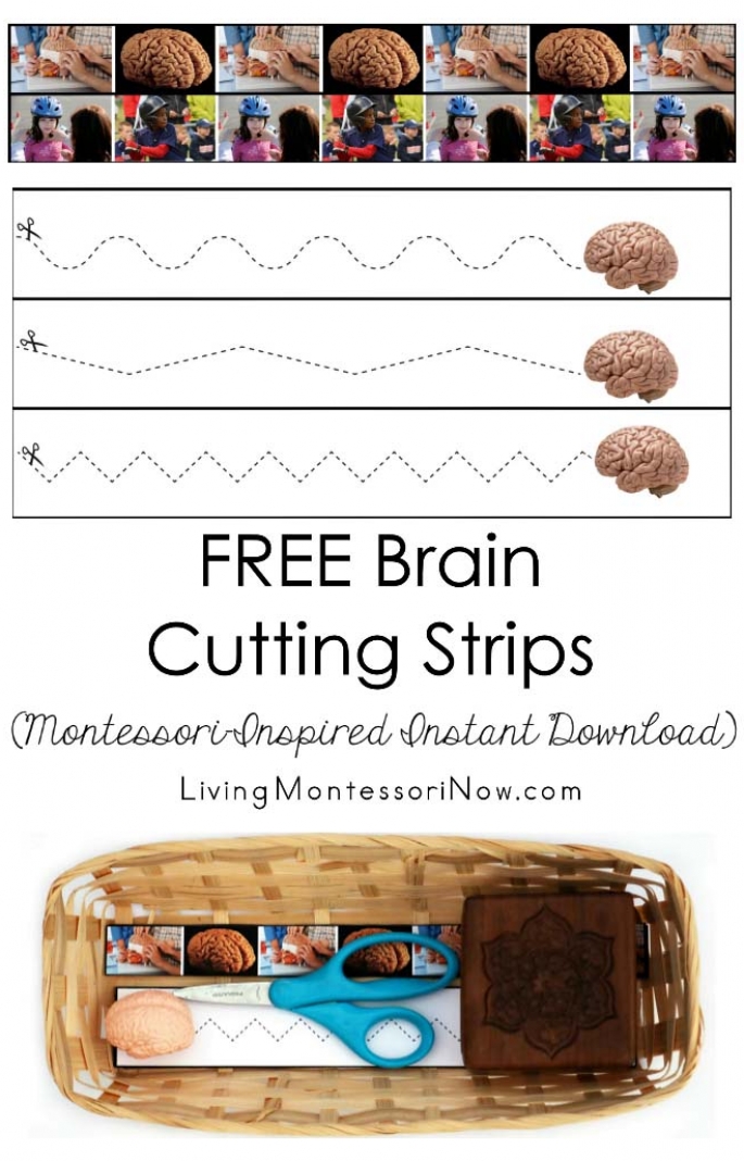 FREE Brain Cutting Strips (Montessori-Inspired Instant Download)