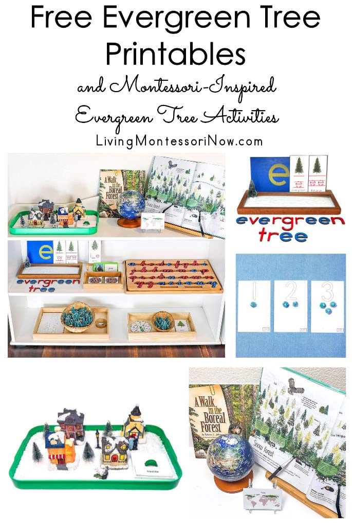 Free Evergreen Tree Printables and Montessori-Inspired Evergreen Tree Activities
