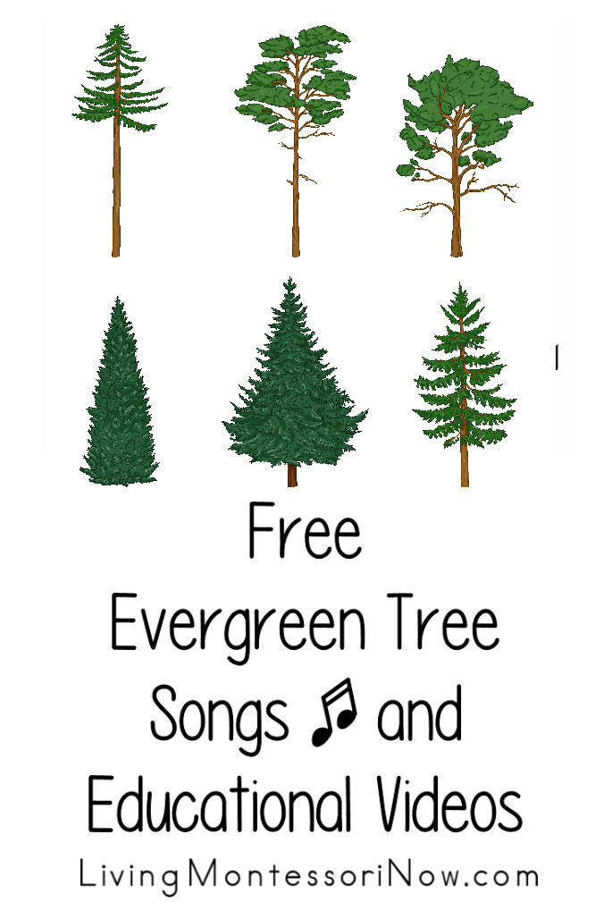 Free Evergreen Tree Songs and Educational Videos