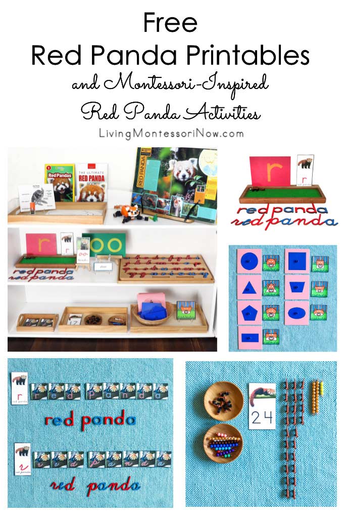 Free Red Panda Printables and Montessori-Inspired Red Panda Activities