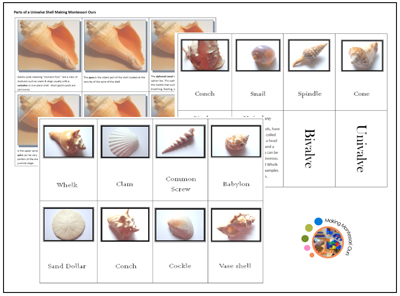 Free Shell Matching and Classification Printables from Making Montessori Ours
