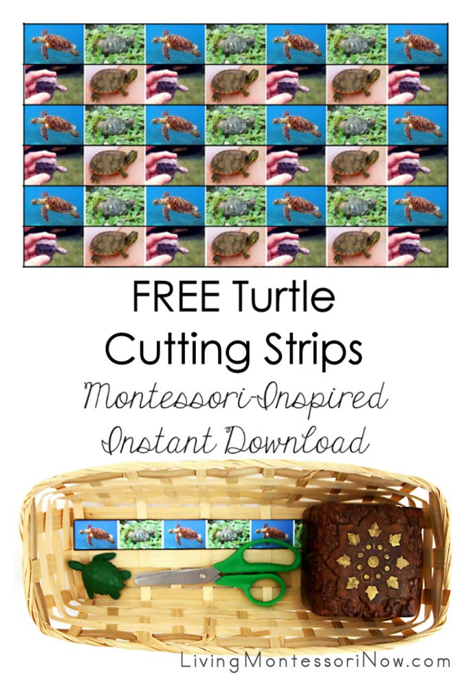 FREE Turtle Cutting Strips (Montessori-Inspired Instant Download)