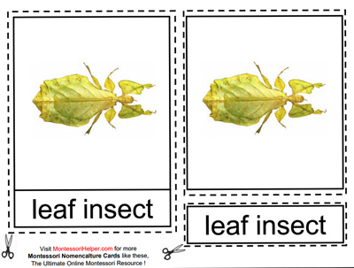 Leaf Insect from Types of Insects Cards at Montessori Helper
