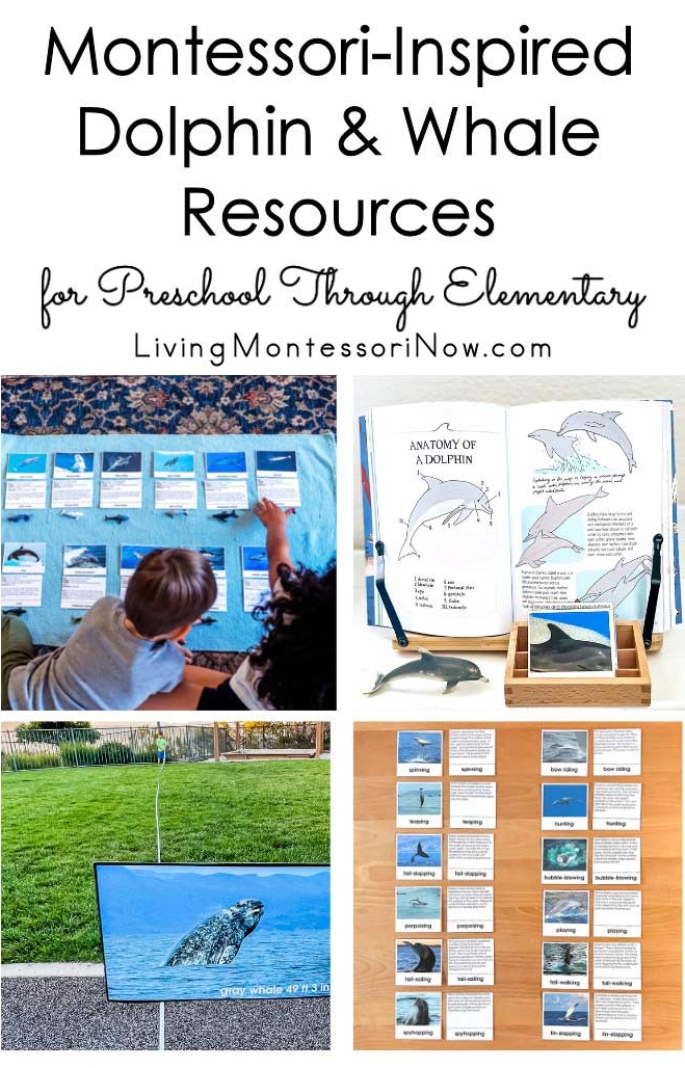 Montessori-Inspired Dolphin and Whale Resources for Preschool Through Elementary