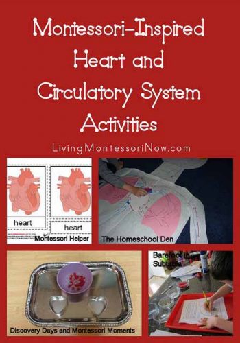 Montessori-Inspired Heart and Circulatory System Activities