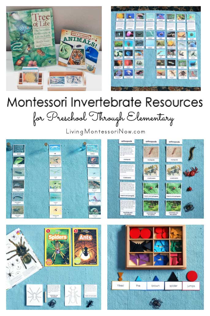 Montessori Invertebrate Resources for Preschool Through Elementary