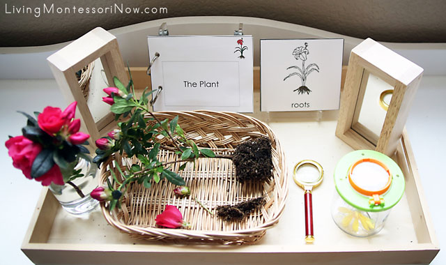 Montessori Nature Tray with Vocabulary - Parts of the Plant