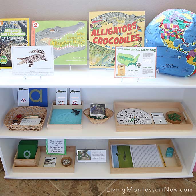 Montessori Shelves with an Alligator Theme