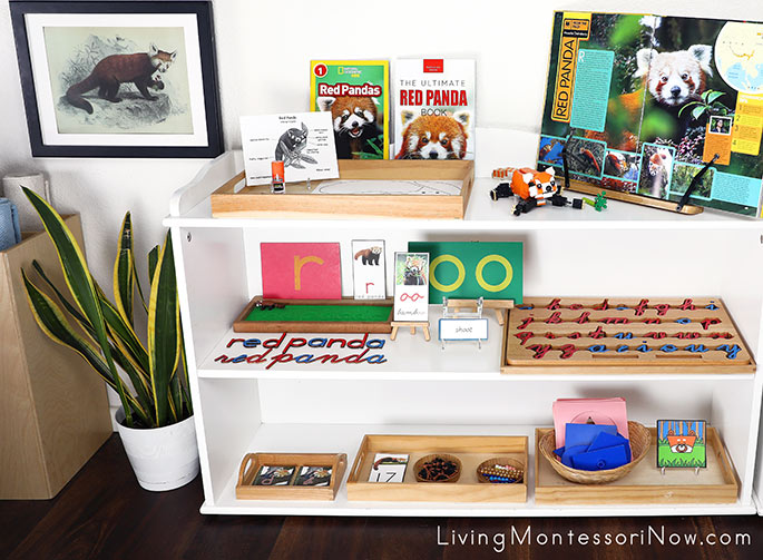 Montessori Shelves with Red Panda Themed Activities and Ailurus fulgens Art Print