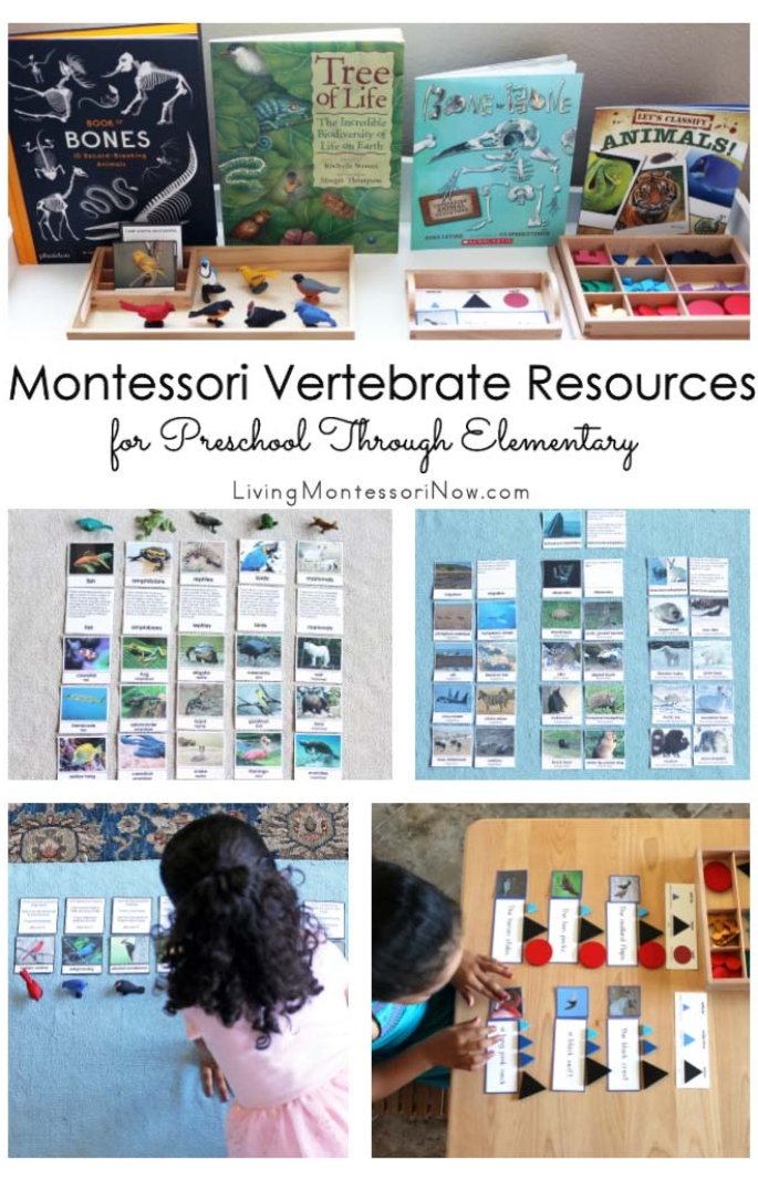 Montessori Vertebrate Resources for Preschool Through Elementary
