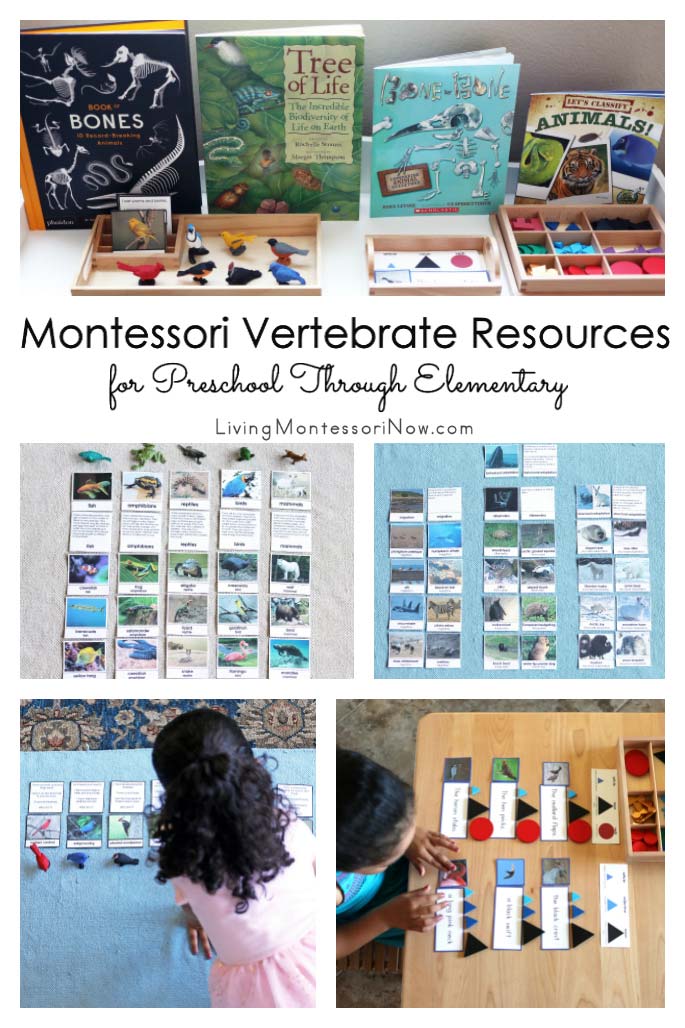 Montessori Vertebrate Resources for Preschool Through Elementary