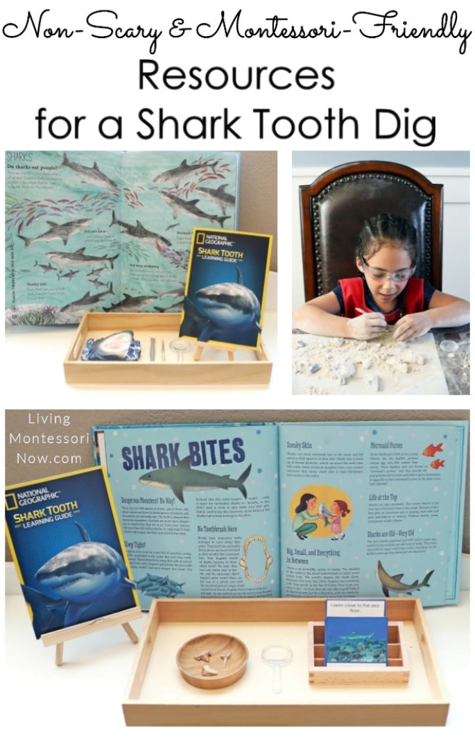 Non-Scary and Montessori-Friendly Resources for a Shark Tooth Dig