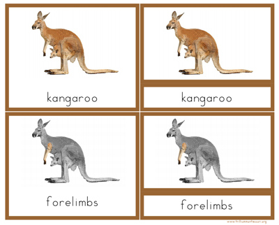 Parts of a Kangaroo Nomenclature Cards with Definitions from Trillium Montessori at Teachers Pay Teachers