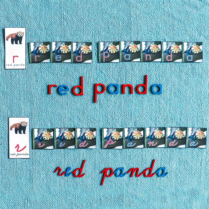 Red Panda Spelling in Print and Cursive