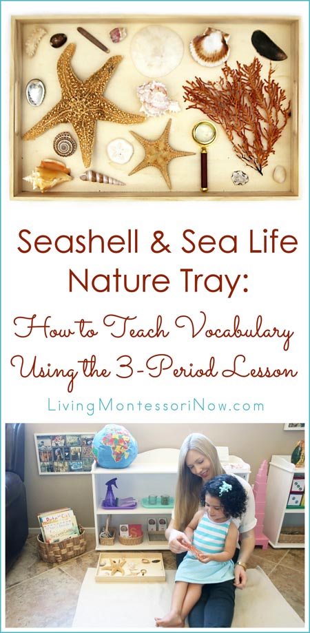 Seashell & Sea Life Nature Tray - How to Teach Vocabulary Using the 3-Period Lesson