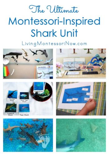 The Ultimate Montessori-Inspired Shark Unit
